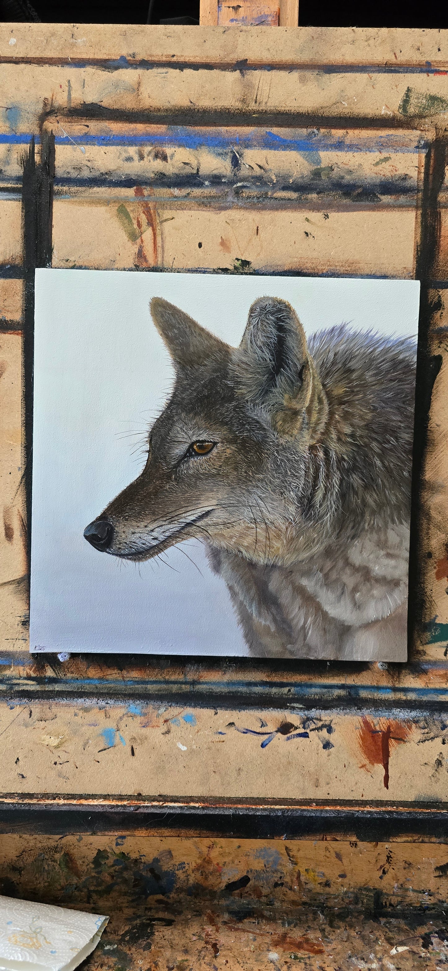 Coyote