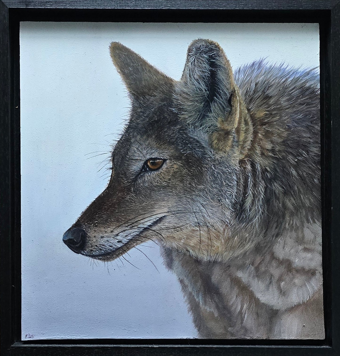 Coyote