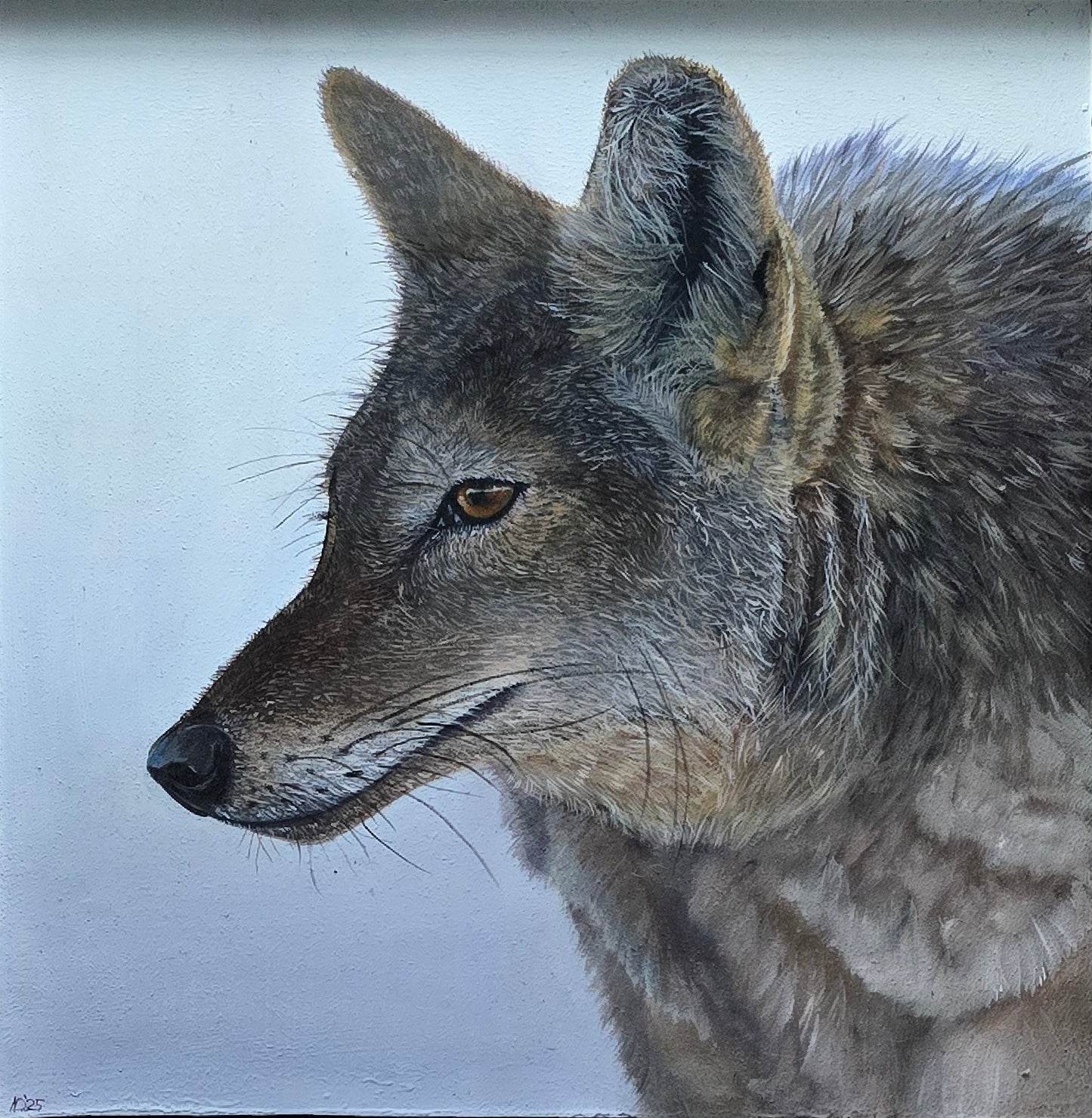 Coyote