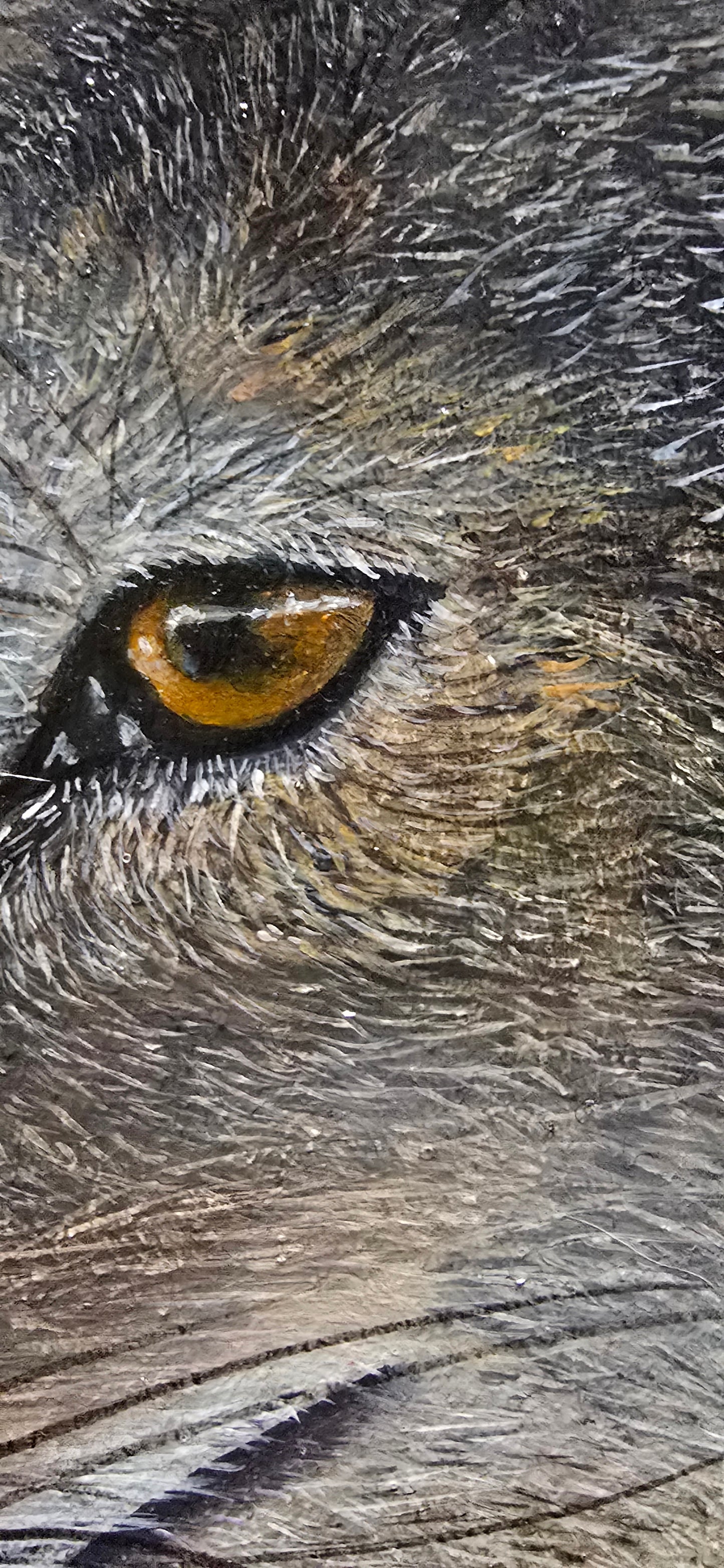 Coyote