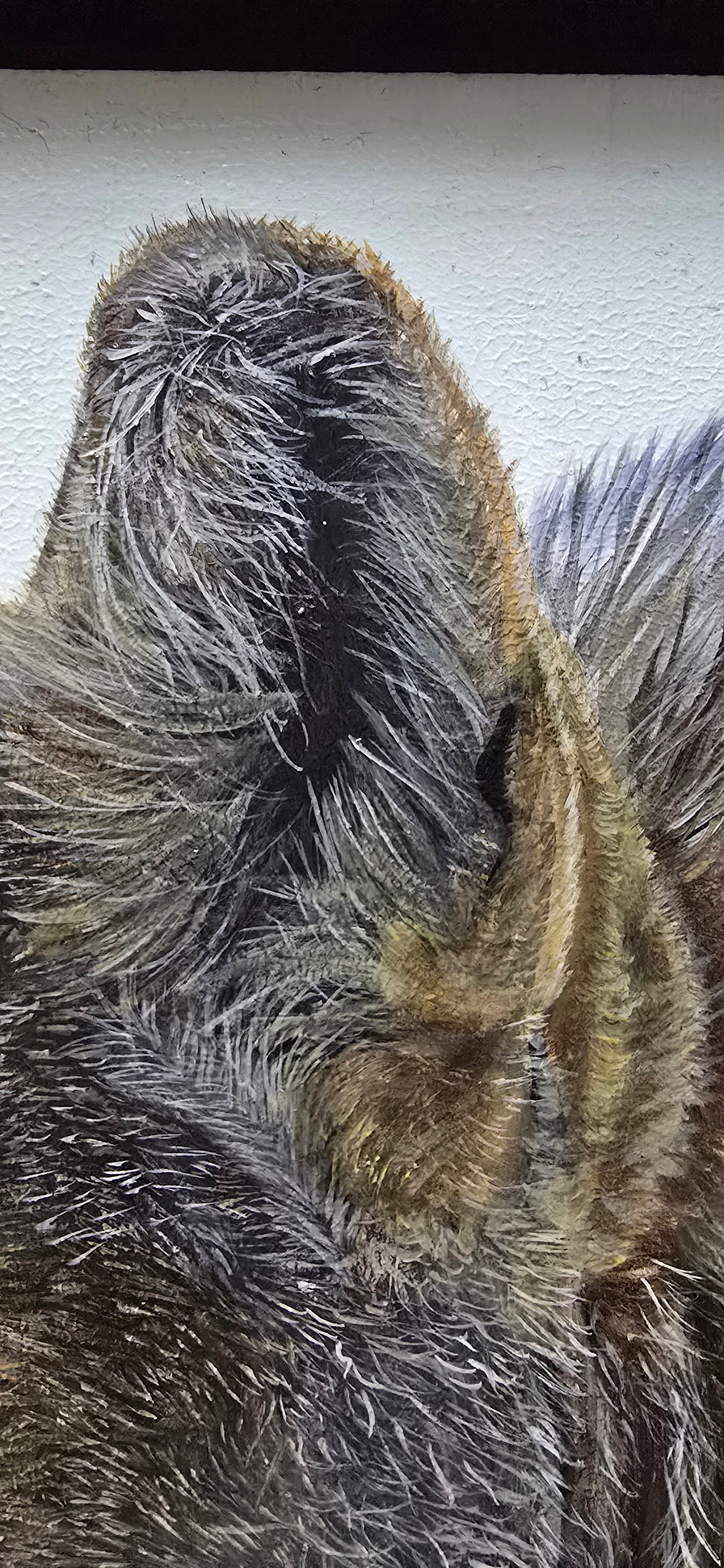 Coyote