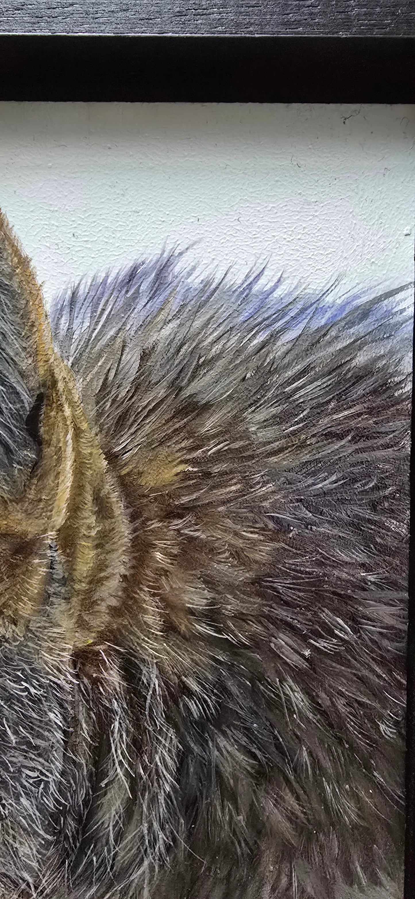 Coyote