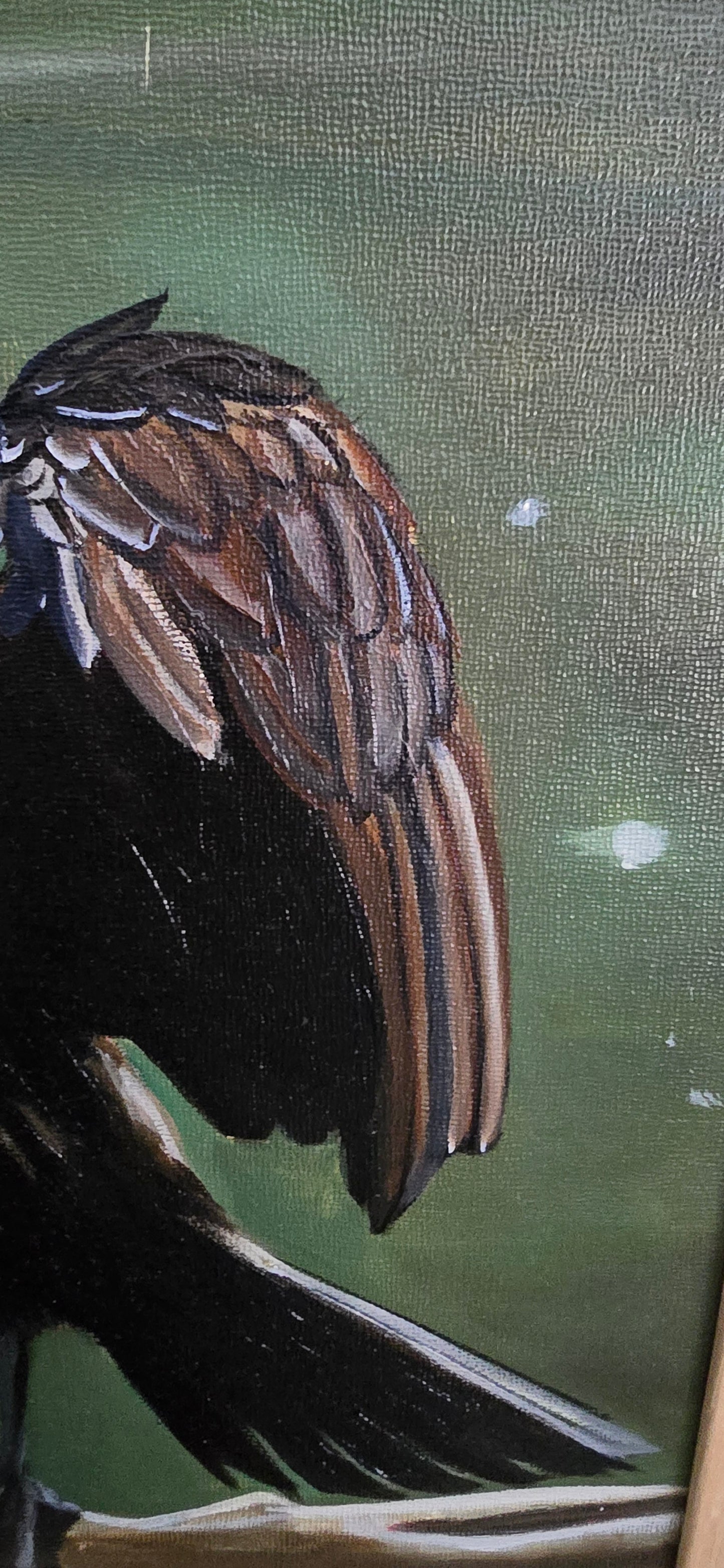 The Drying Cormorant
