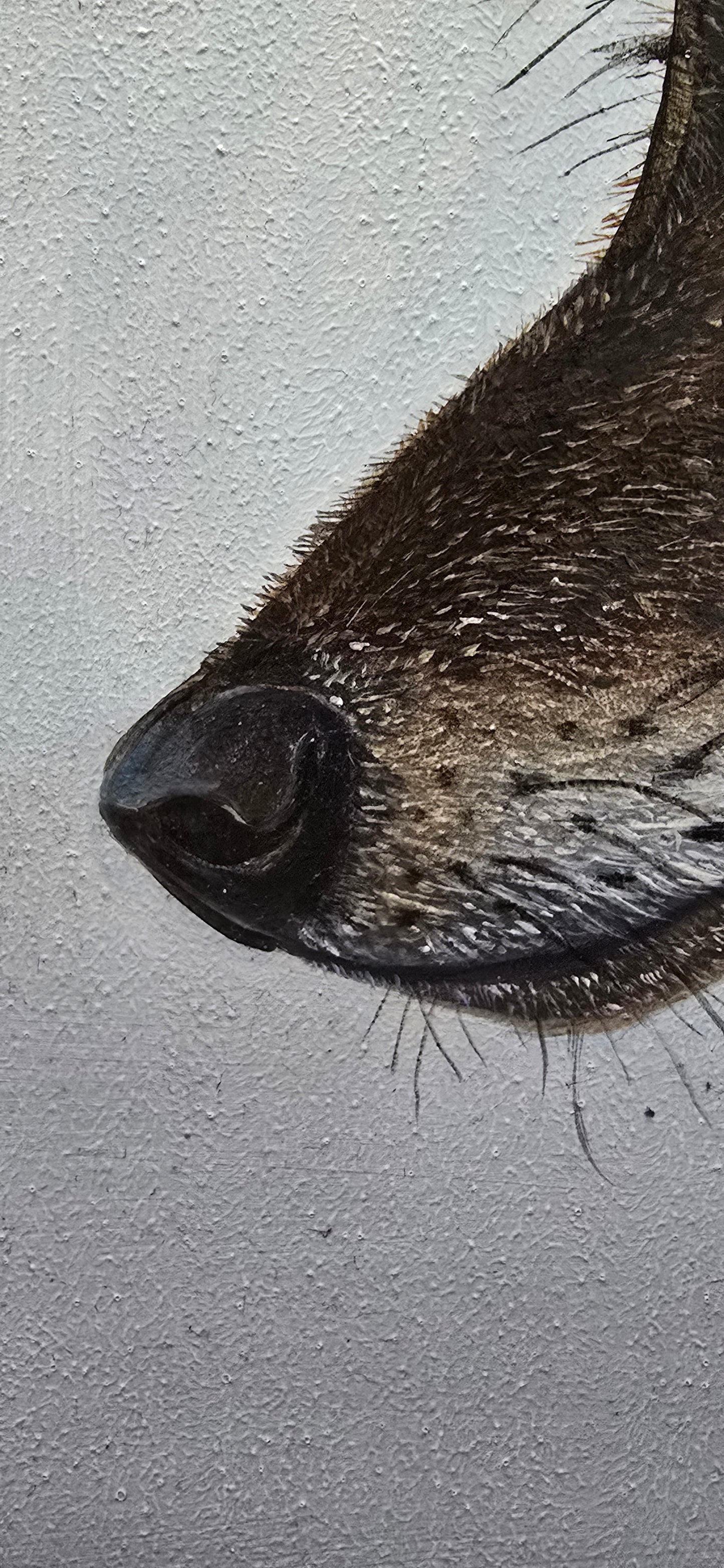 Coyote