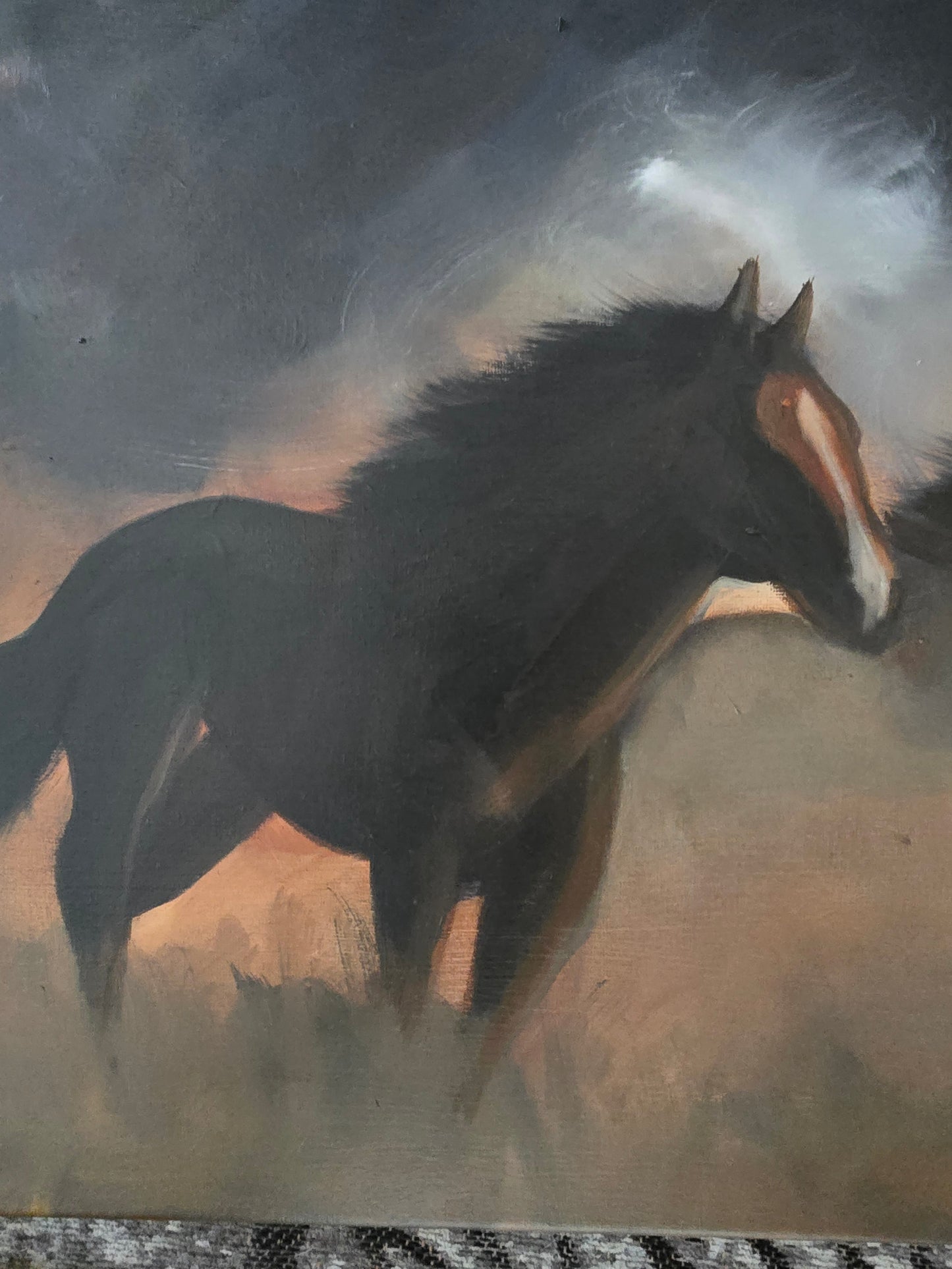 Wild Mustangs
