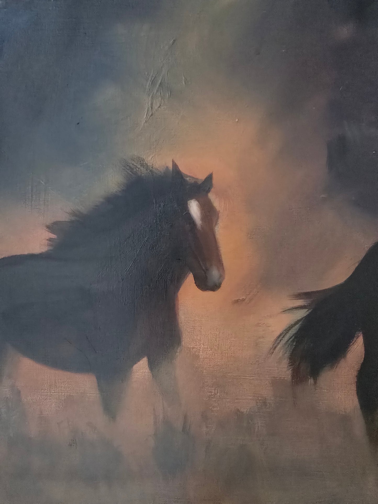 Wild Mustangs