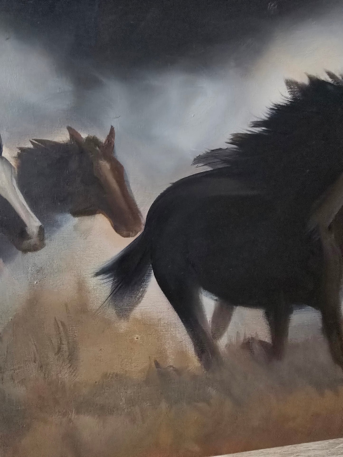 Wild Mustangs
