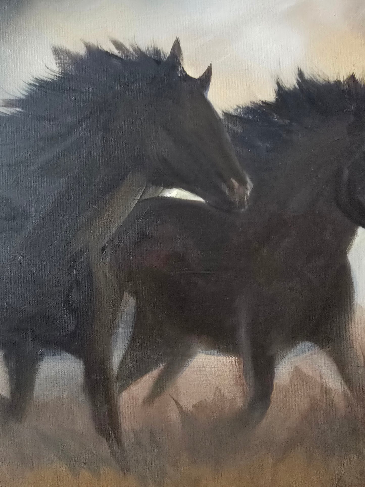 Wild Mustangs