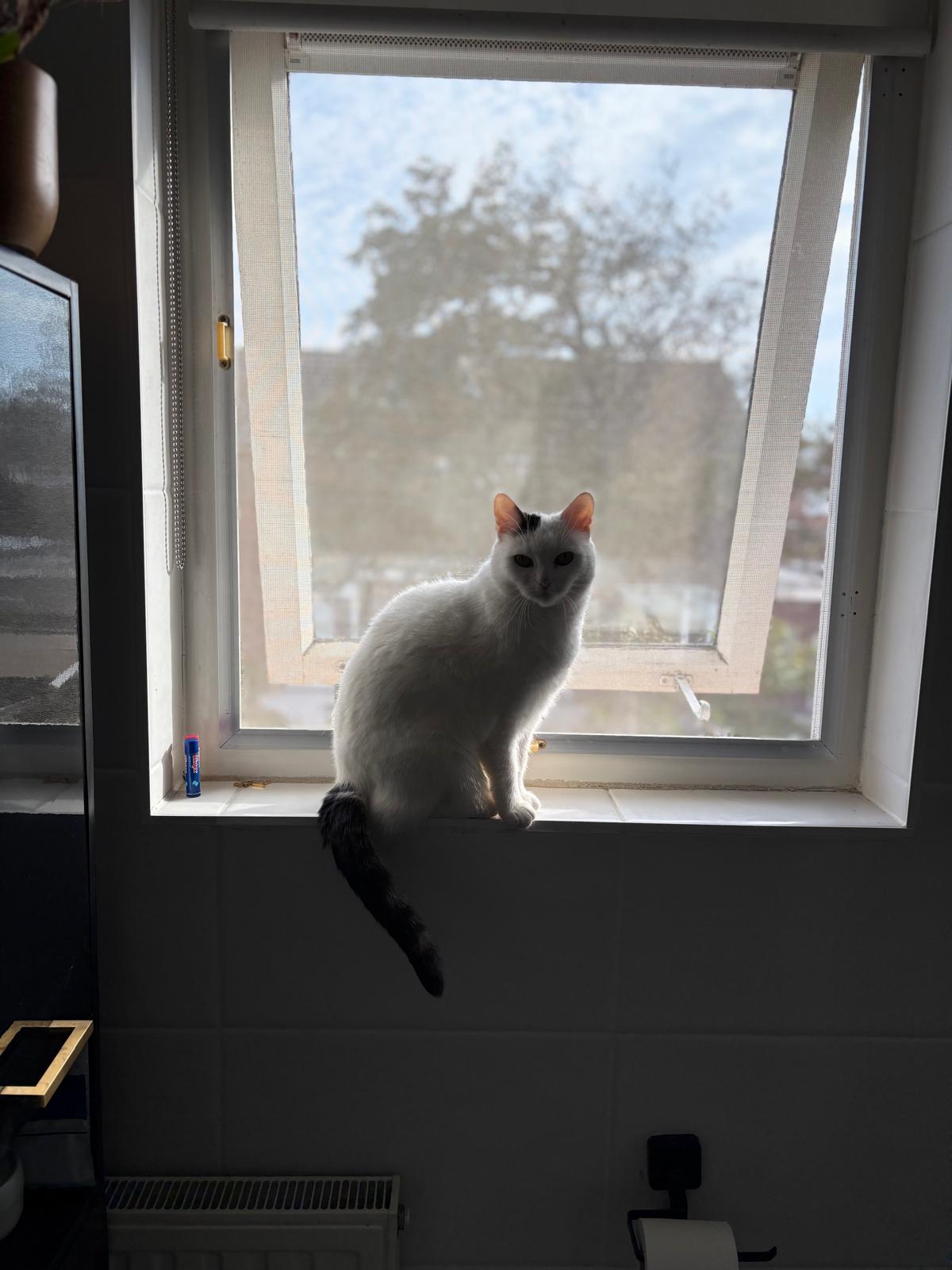 The Cat and the Skull