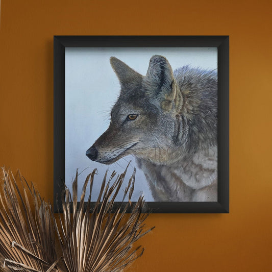 Coyote